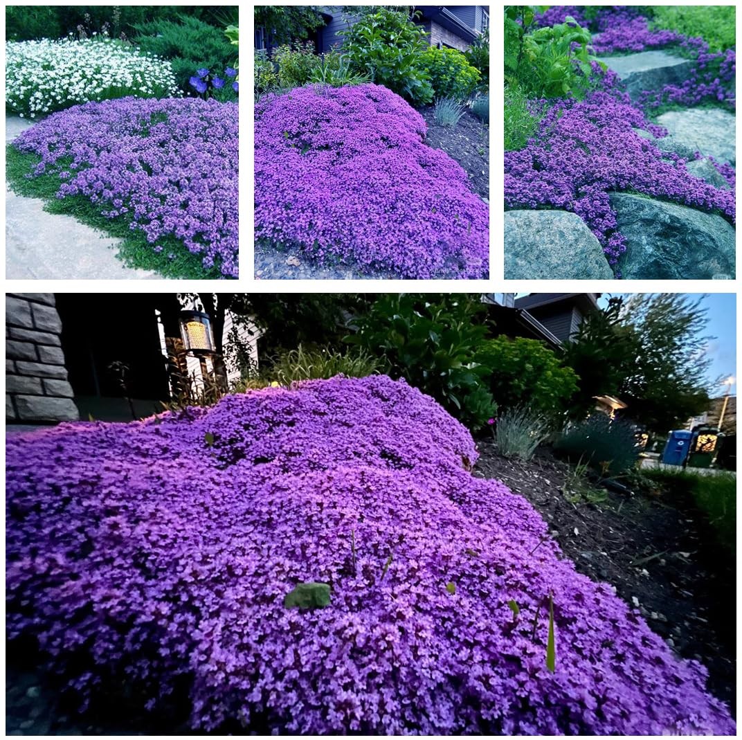 20,000+ Creeping Thyme Seeds Ground Cover, Non-GMO Perennial Flower Seeds, Ha…
