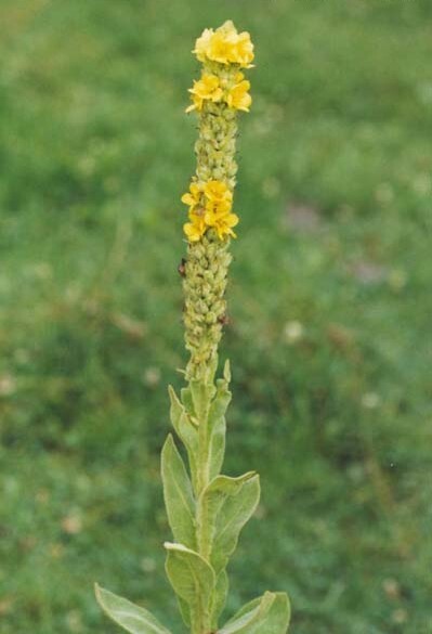 500 Common Mullein seeds, Verbascum Thapsus, organic & freshly harvested