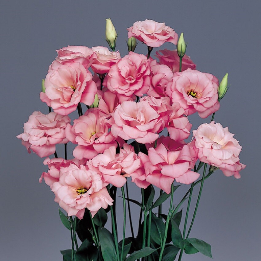 MPB#4 Lisianthus Seeds Echo Pink 50 Pelleted Seeds Flower Seeds
