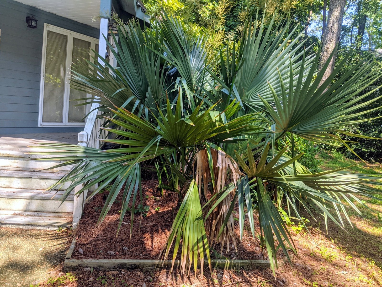 Dwarf Palmetto Palm Tree Seeds (Sabal minor) Cold Hardy Tropical Fan Palm