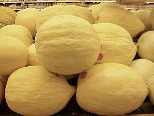 Cantaloupe Melon Crenshaw Seeds Great Heirloom Vegetable BULK 1,000 Seeds