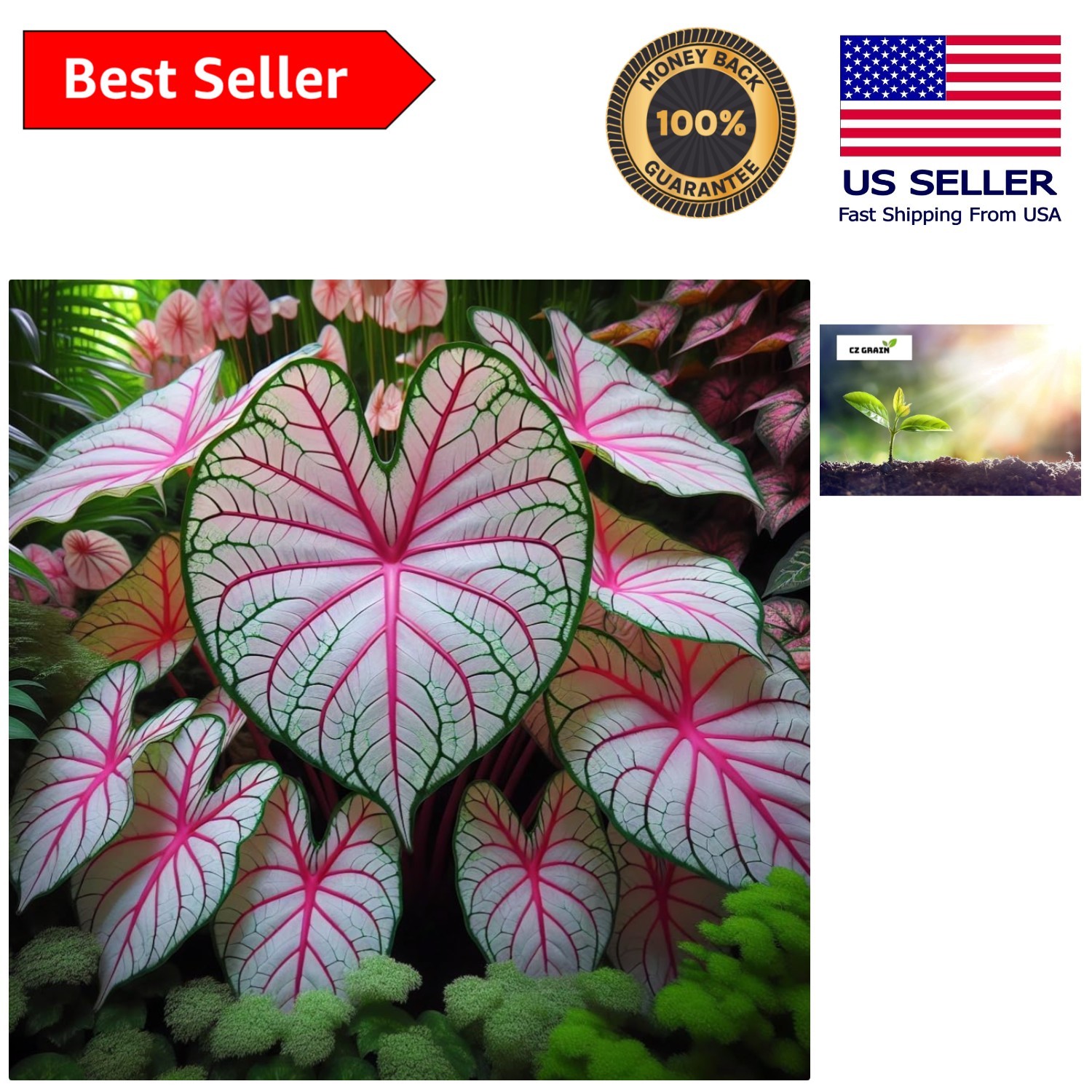 2 Vibrant Fiesta Caladium Bulbs – Stunning Pink Green Tropical Color for Gardens