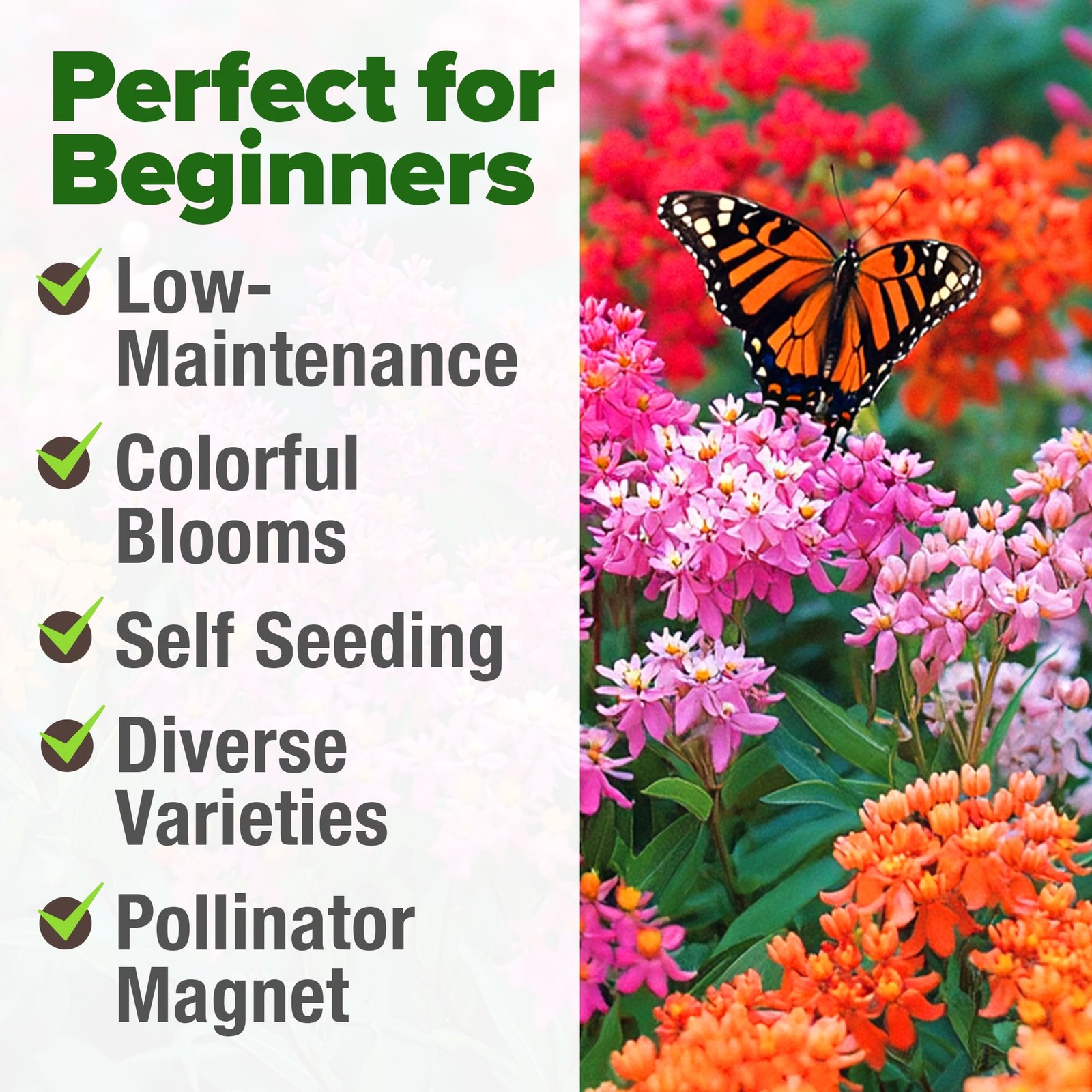 Milkweed Flower Seeds – 500+ Heirloom Perennial Wildflower Seeds (5 Individua…