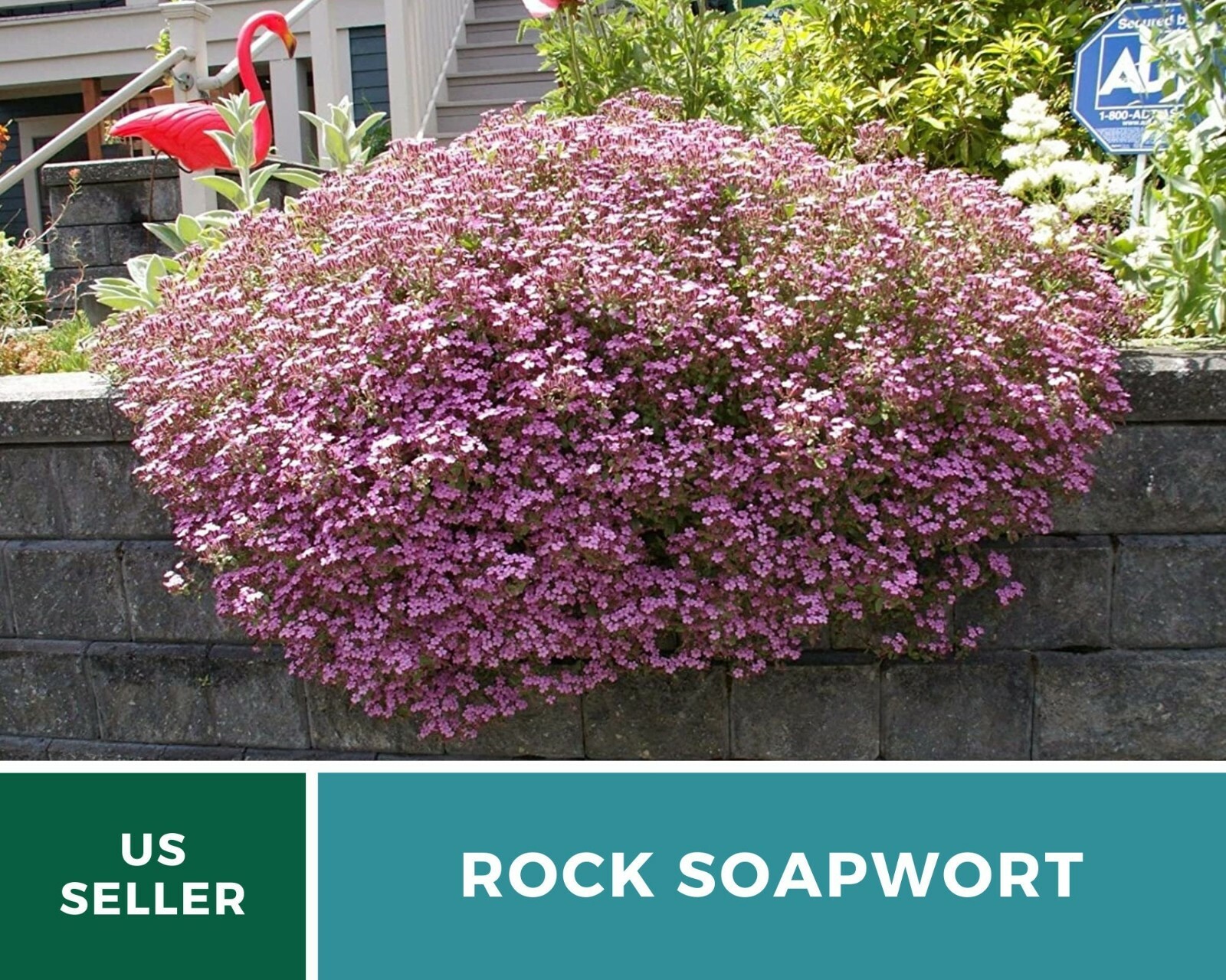 Soapwort, Rock – Heirloom Seeds – Easy to Grow – Medicinal Herb – Non-GMO (Sapon