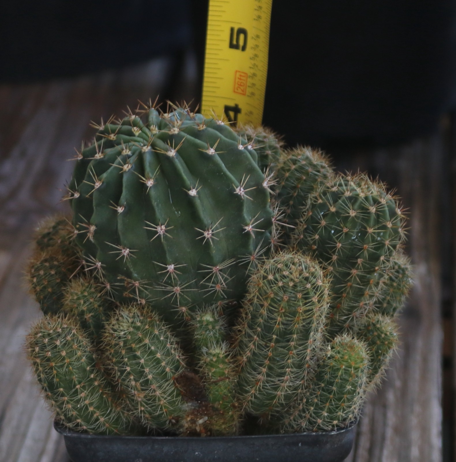 Echinopsis hybrid ‘Tropical Sunset’