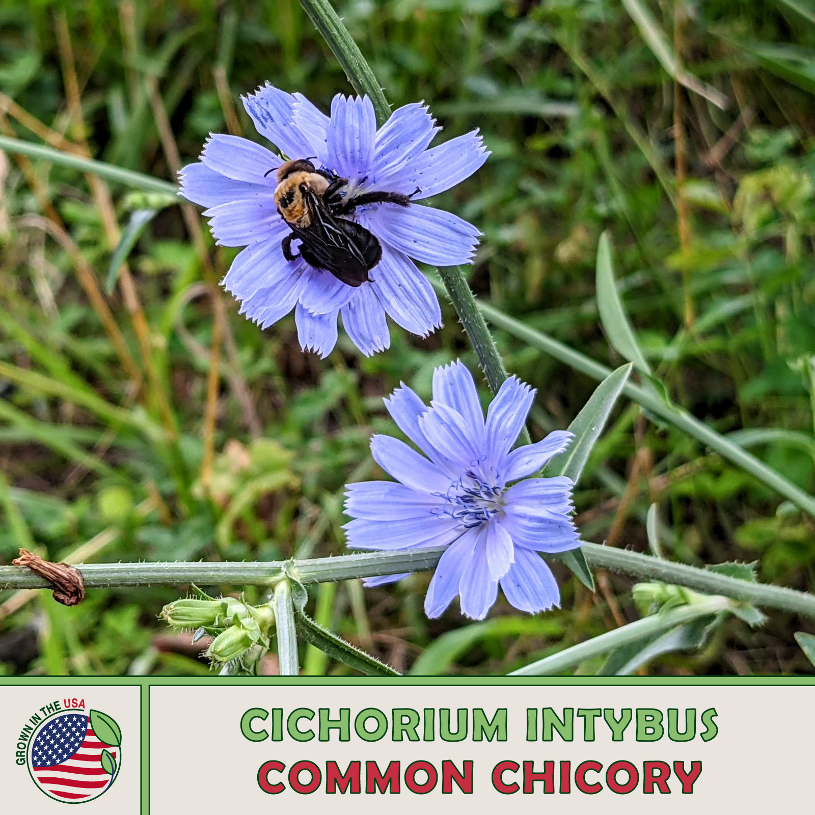1000 Chicory Seeds, Cichorium intybus, Pollinator Friendly, Coffee Substitute