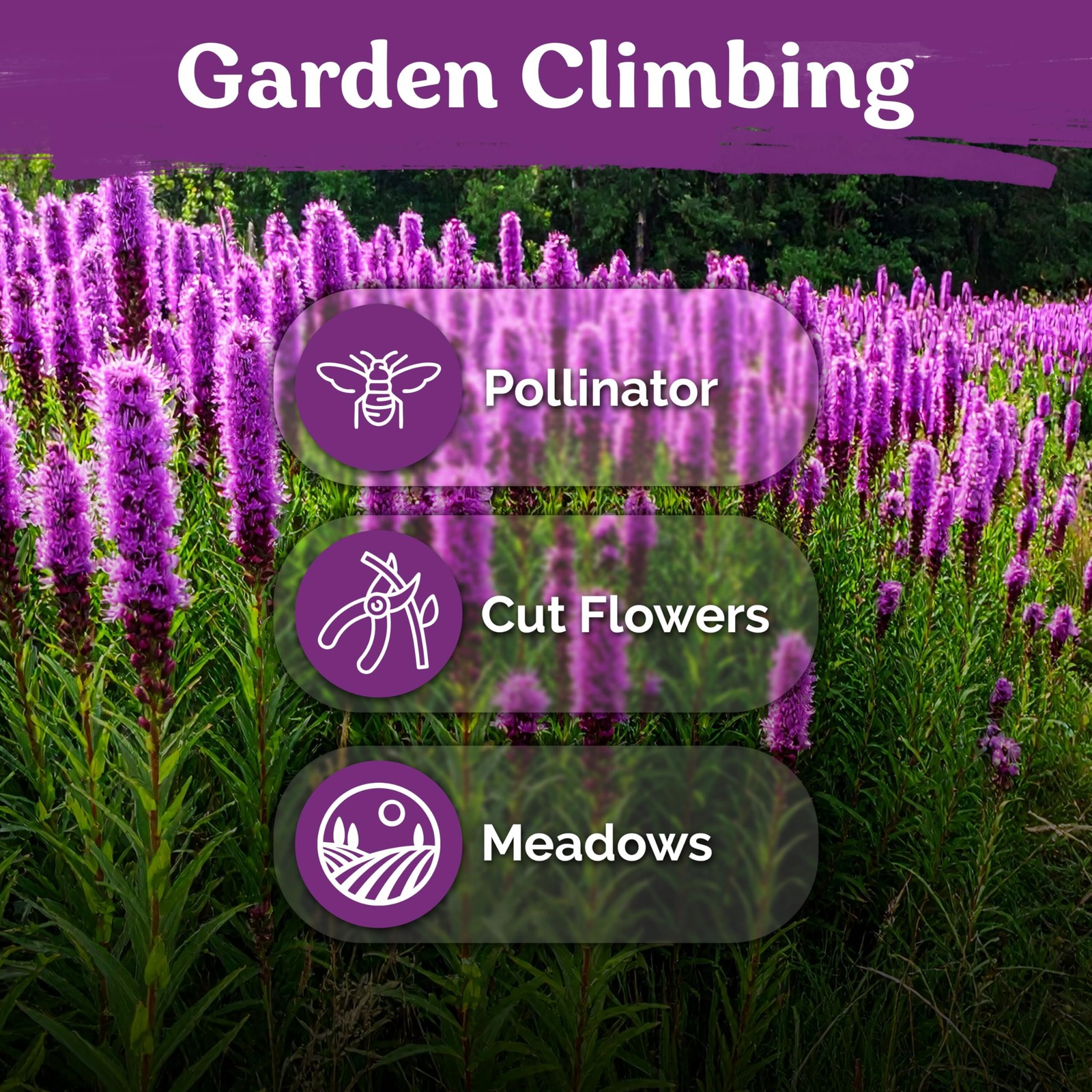 KVITER 600 Marsh Blazing Star Seeds For Planting (Liatris Spicata)