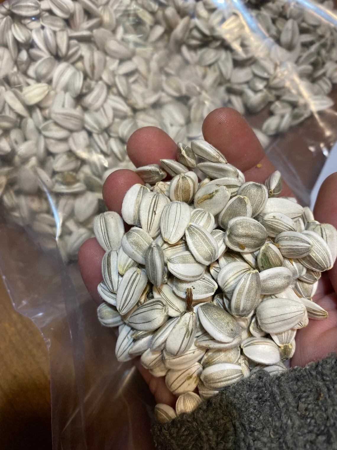 60+ Mammoth Russian Grey Stripe Sunflower Seeds “Brooklyn Botanical Garden Club”