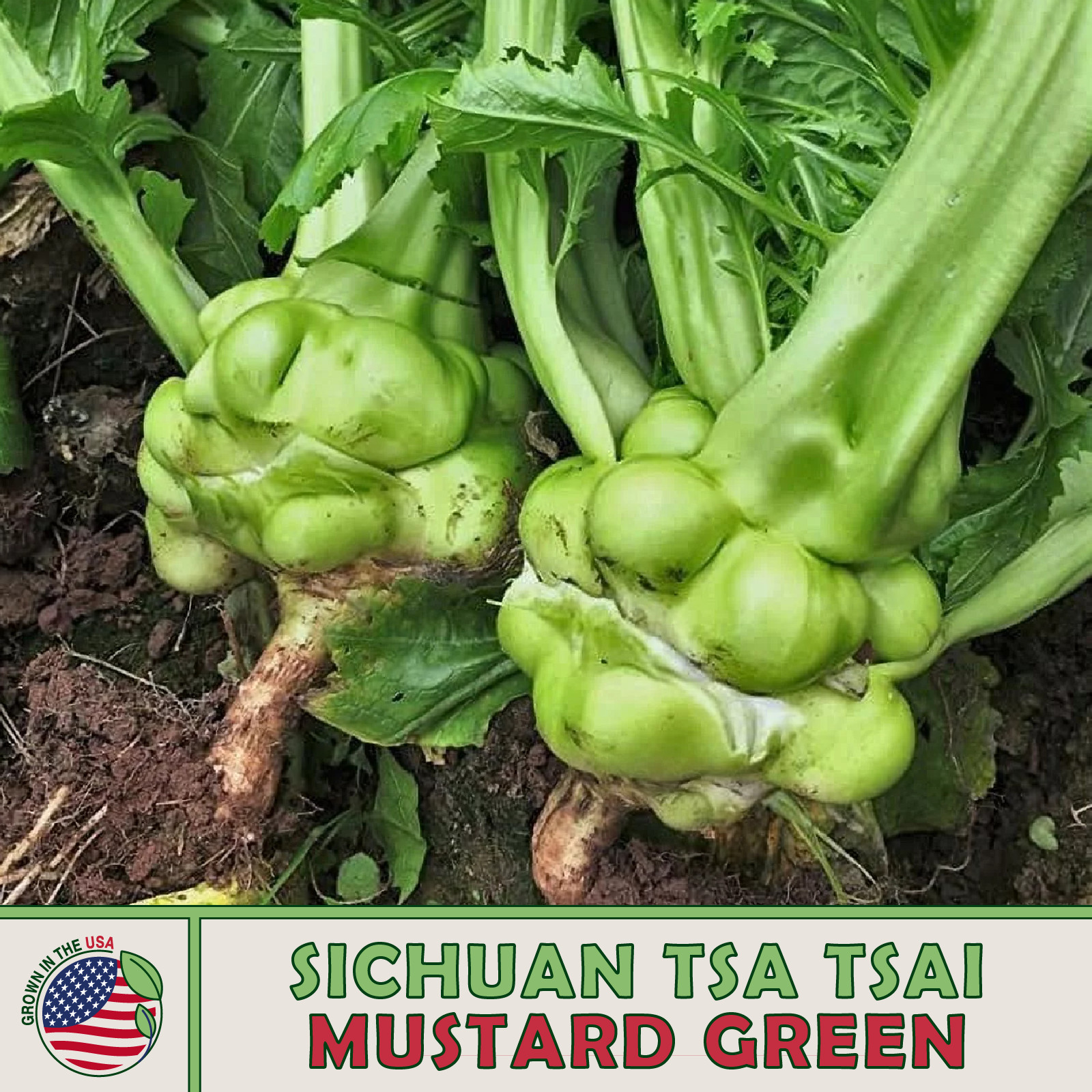 100+ Sichuan Tsa Tsai Mustard Seeds, Zha Cai, Swollen Stem Mustard, Genuine USA