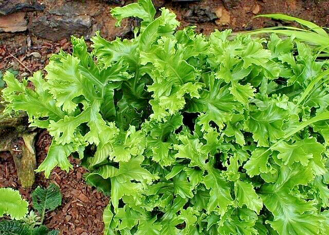 CRESTED TONGUE FERN 1000 SPORES (SEEDS) COLD HARDY ASPLENIUM SCOLOPENDRIUM
