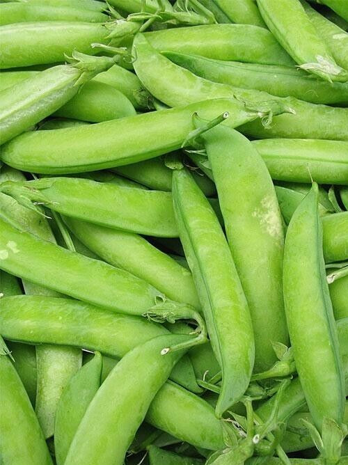 30 Count Little Marvel Pea – Non-GMO / Heirloom