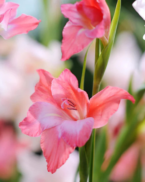 Charming Beauty Hardy Gladiolus – 5 bulbs