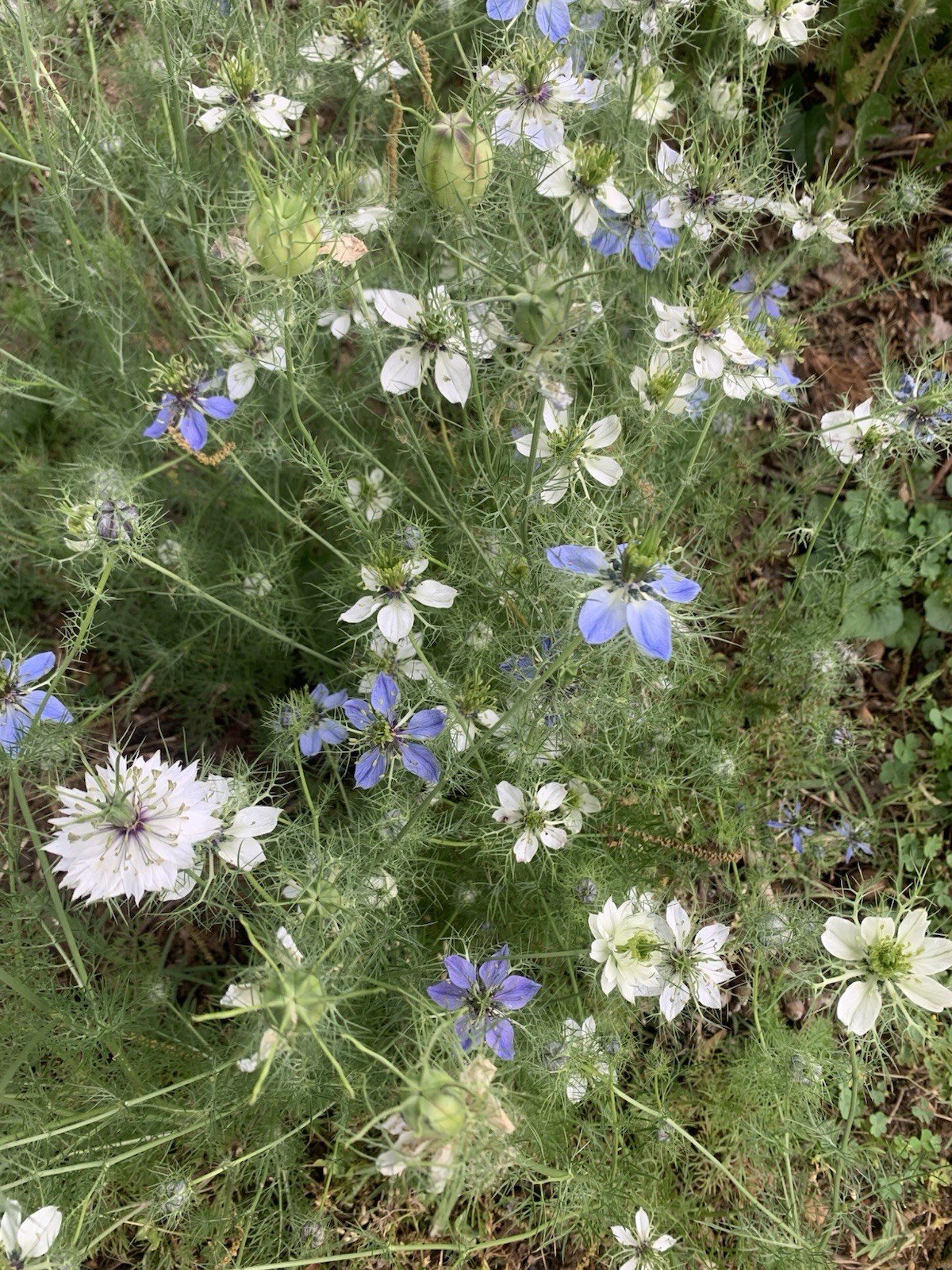 Nigella “Love In The Mist” Seeds 200+ Quantity