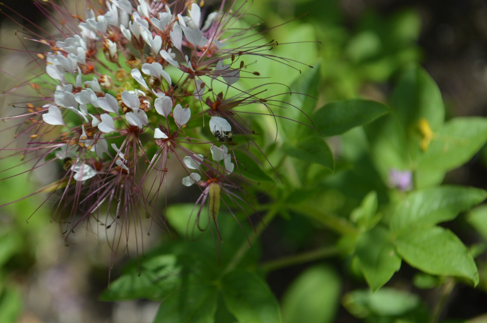 1 GRAM + redwhisker clammyweed/NATIVE/Polanisia dodecandra/ORGANIC/400 + seeds