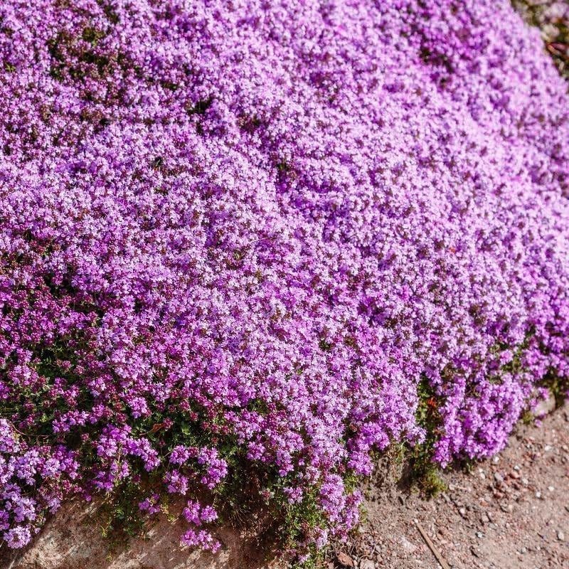 High Germination 20000+ Creeping Thyme Seeds – Low Maintenance Fragrant Cover