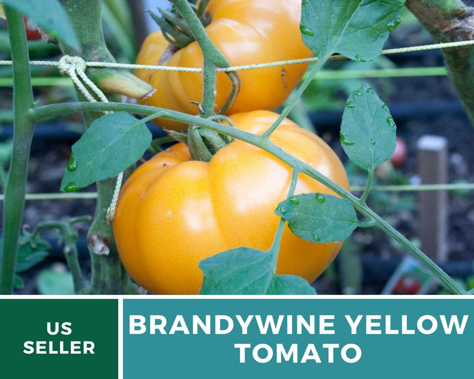Tomato, Brandywine Yellow – Heirloom Seeds – NonGMO (Solanum lycopersicum)