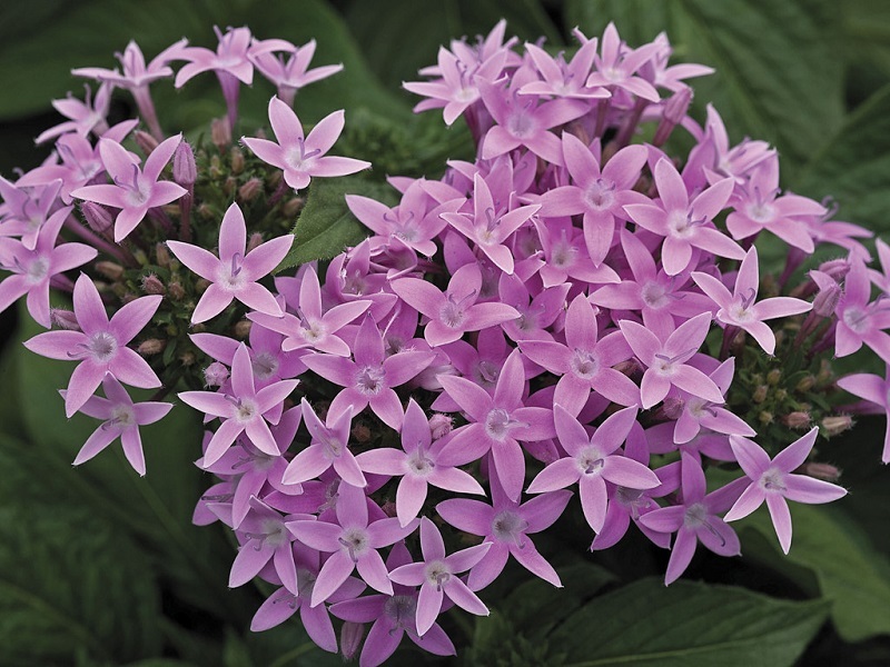 Pentas Seeds Starla Lavender Shades 25 Pelleted Seeds