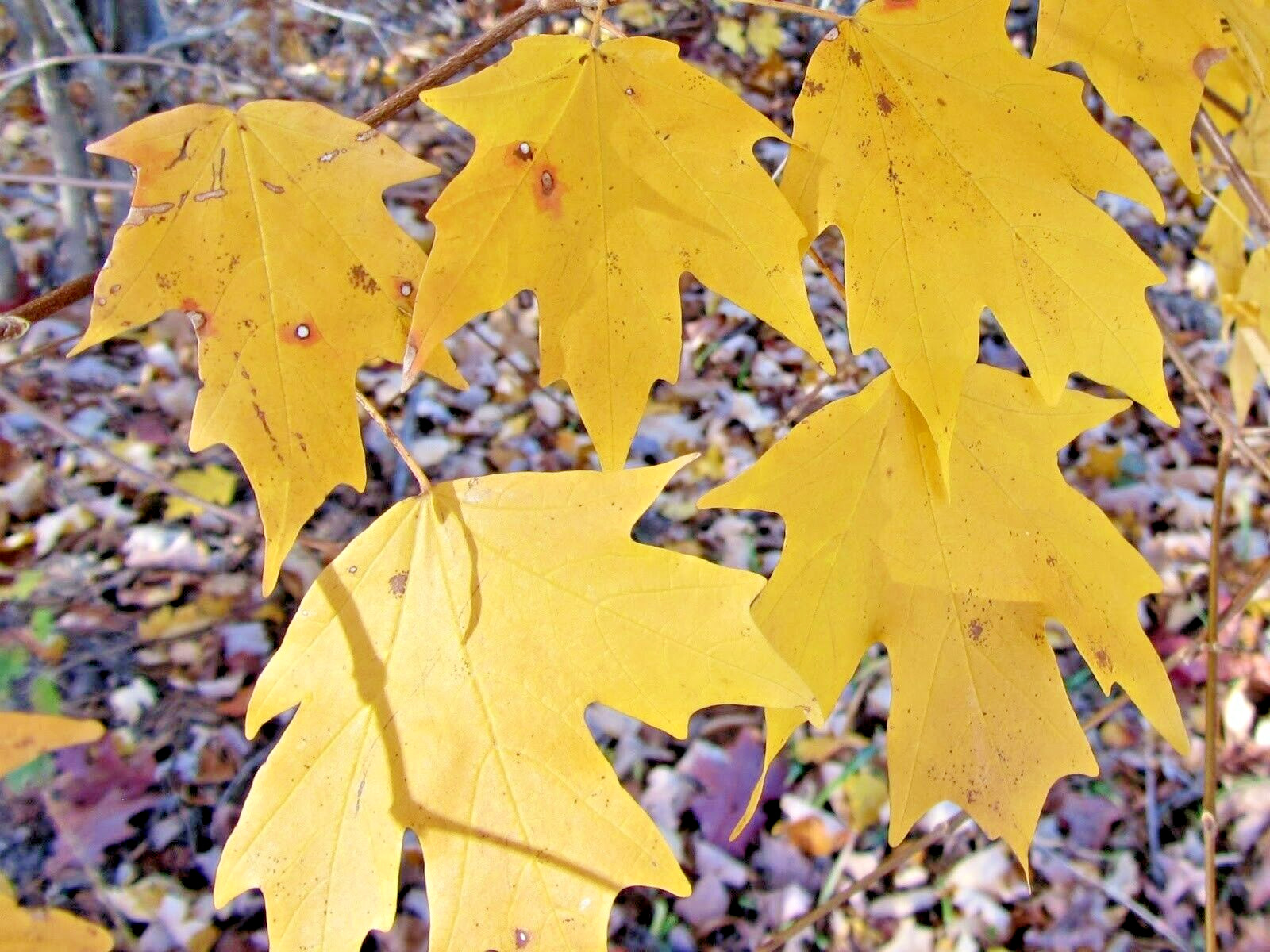 15 FLORIDA MAPLE SEEDS – Acer saccharum subsp. floridanum
