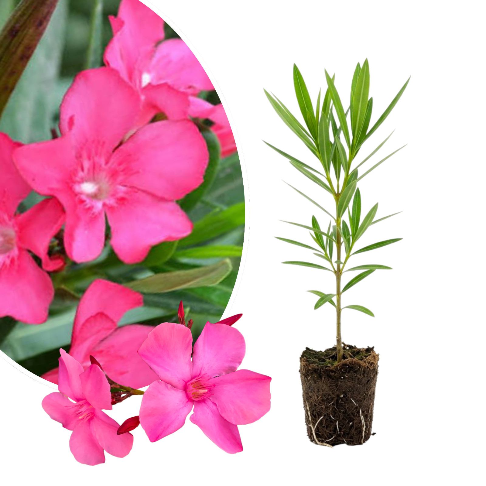 Pink Oleander Live Plant 4-6 Inches Tall Rooted Flowering Shrub