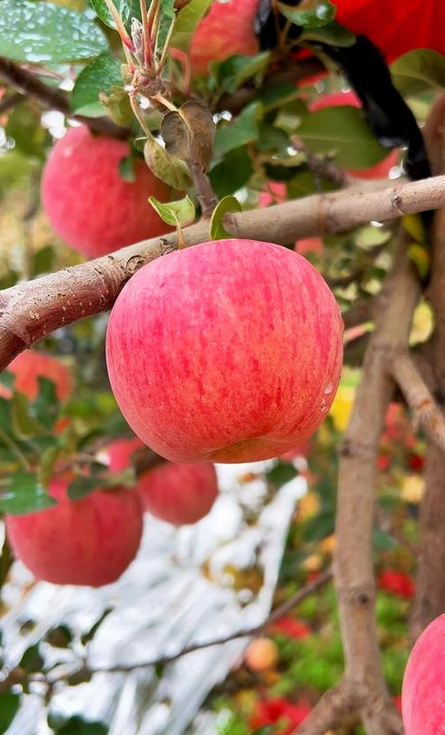 100 pcs Apple Tree Seeds Honey Crisp Honey Crunch Pomme Pommier Fruit Plant B…