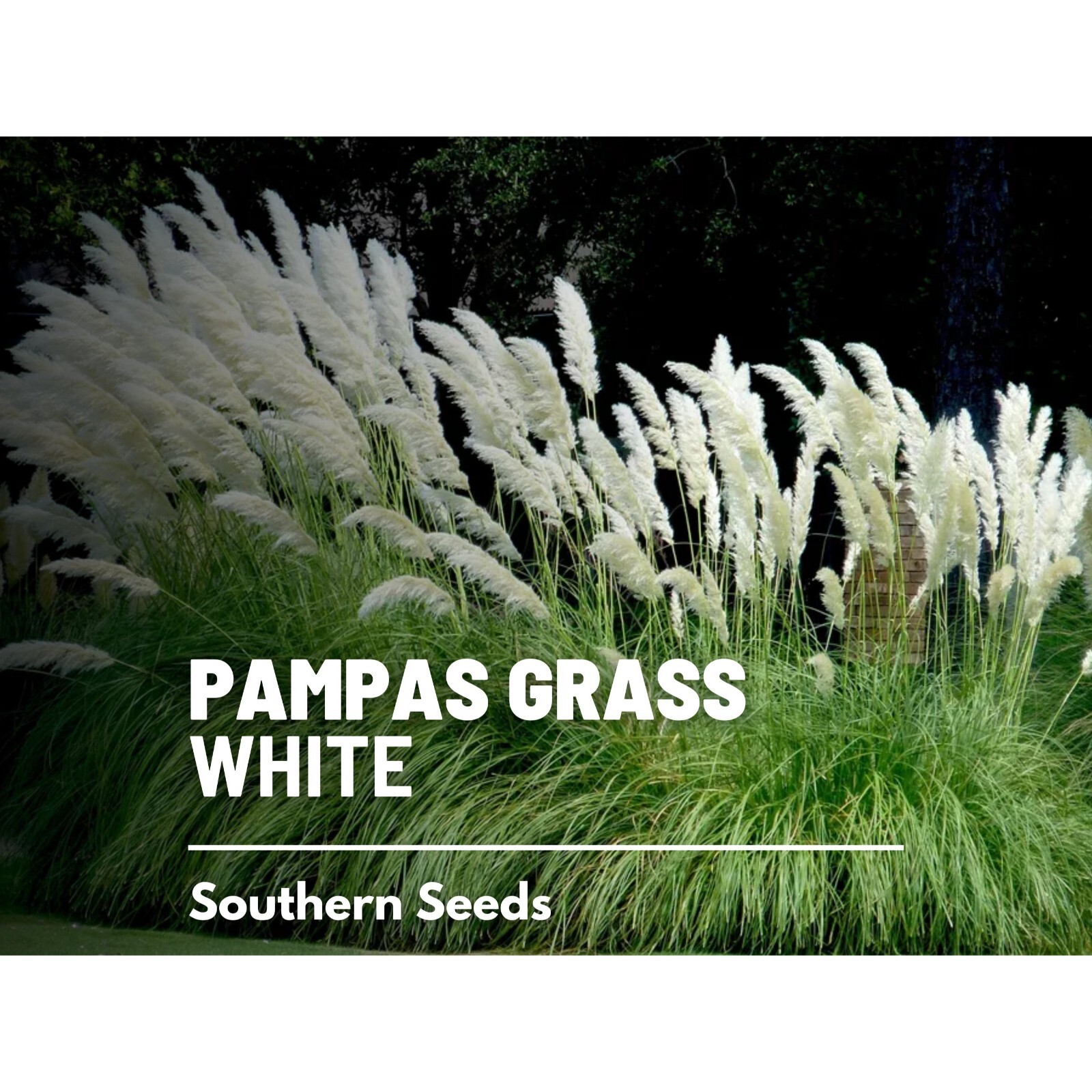 Pampas Grass, White – 100 Seeds – Heirloom Ornamental Grass – Elegant and Airy