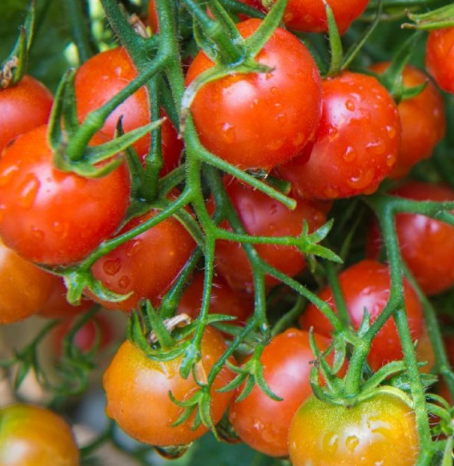Tomato STUPICE Indeterminate Heirloom Early Producer Czech Non-GMO 50 Seeds