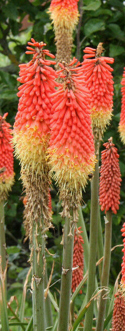 RED HOT POKER 100 SEEDS, ORANGE AND YELLOW FLOWERS. KNIPHOPHIA, TORCH LILY
