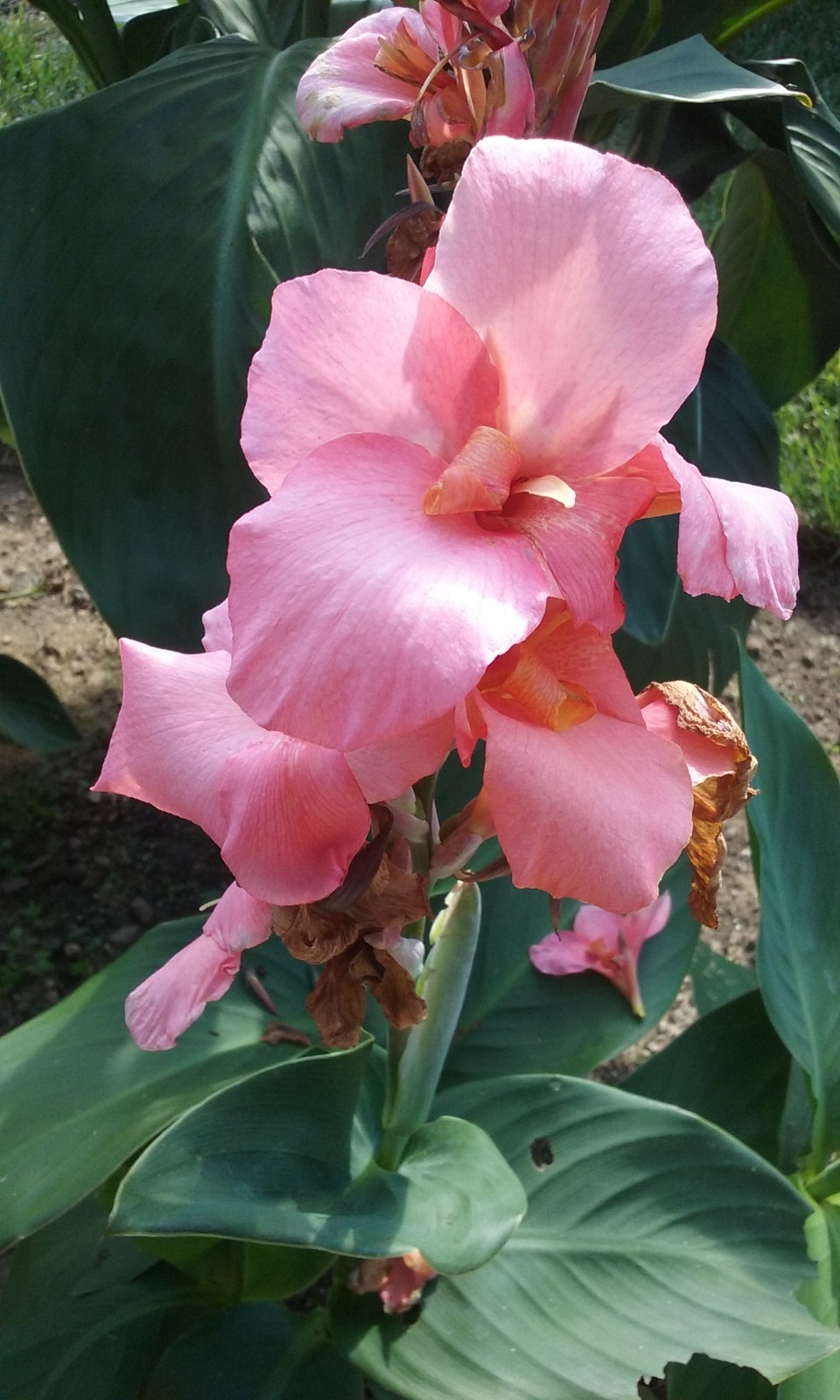 50 Canna Lily Seeds -Cannova Mango -Mango Flower -Green Leaves -4 ft Free Ship