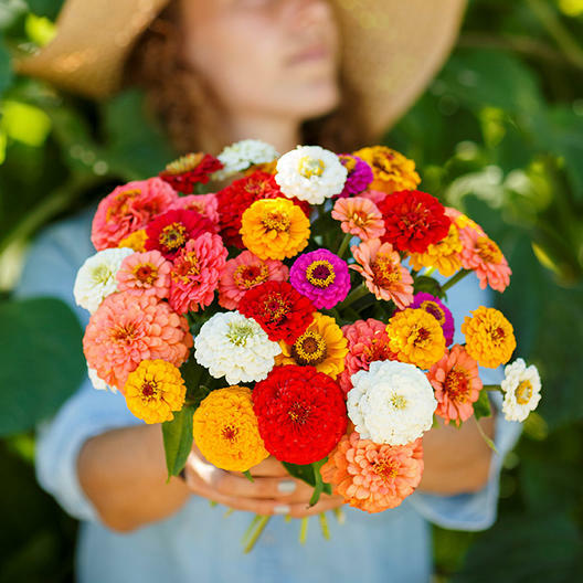 Zinnias CUT AND COME AGAIN Flowers Butterflies Hummingbirds Non-GMO 100 Seeds!