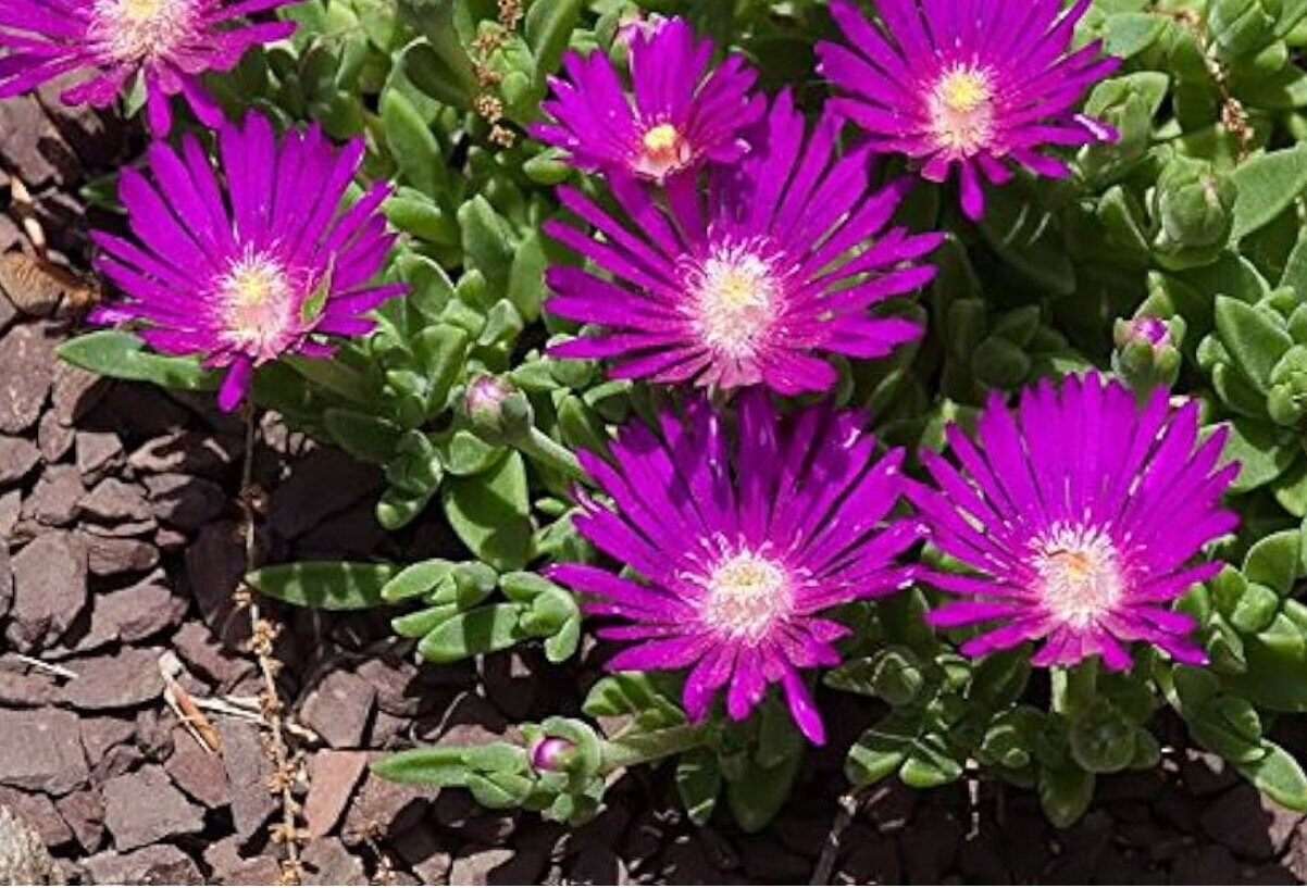20 Ice plant drought resistant flower seeds for spring summer pink Yellow White