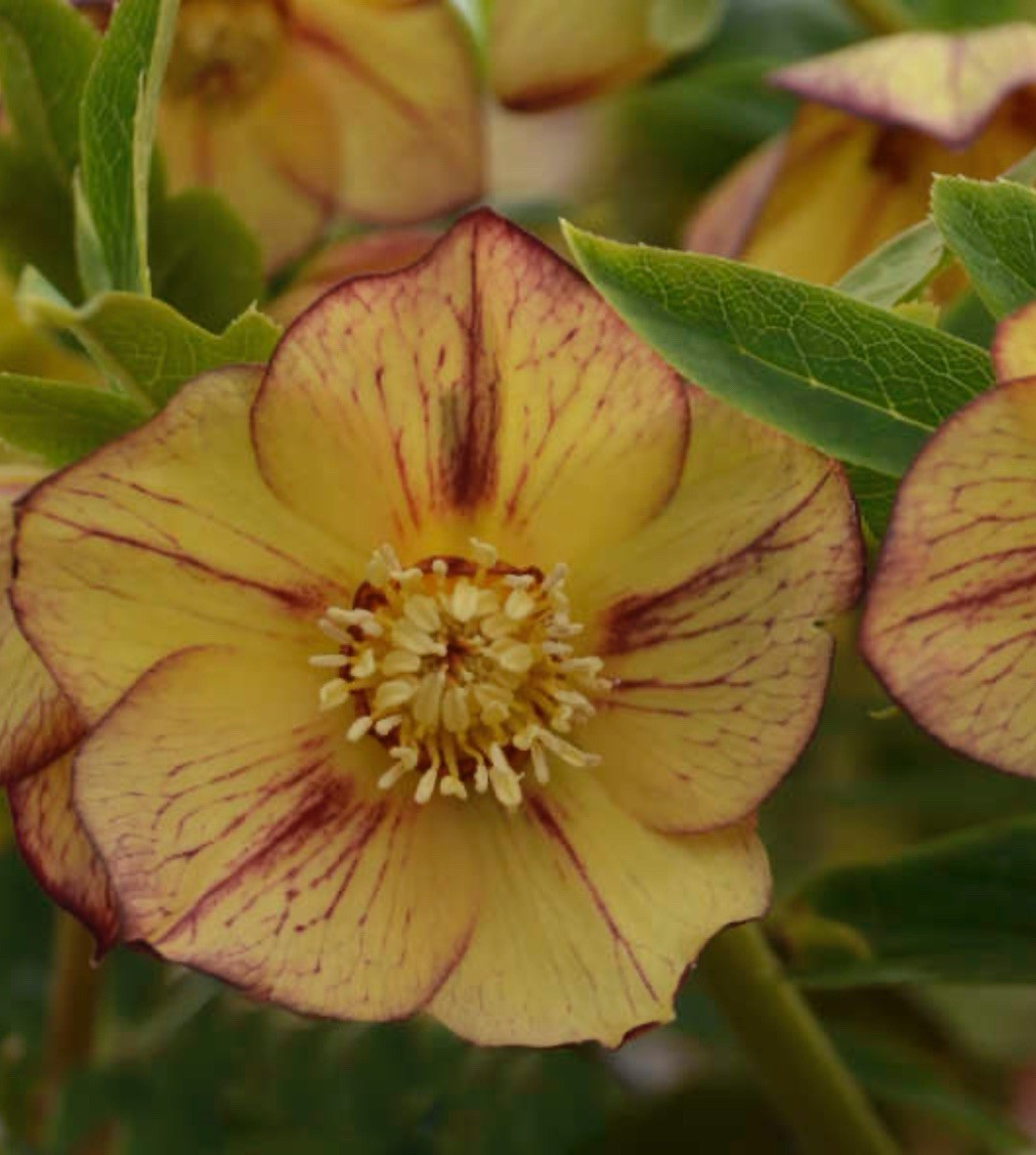 Helleborus Tropical Sunset Live Plant.