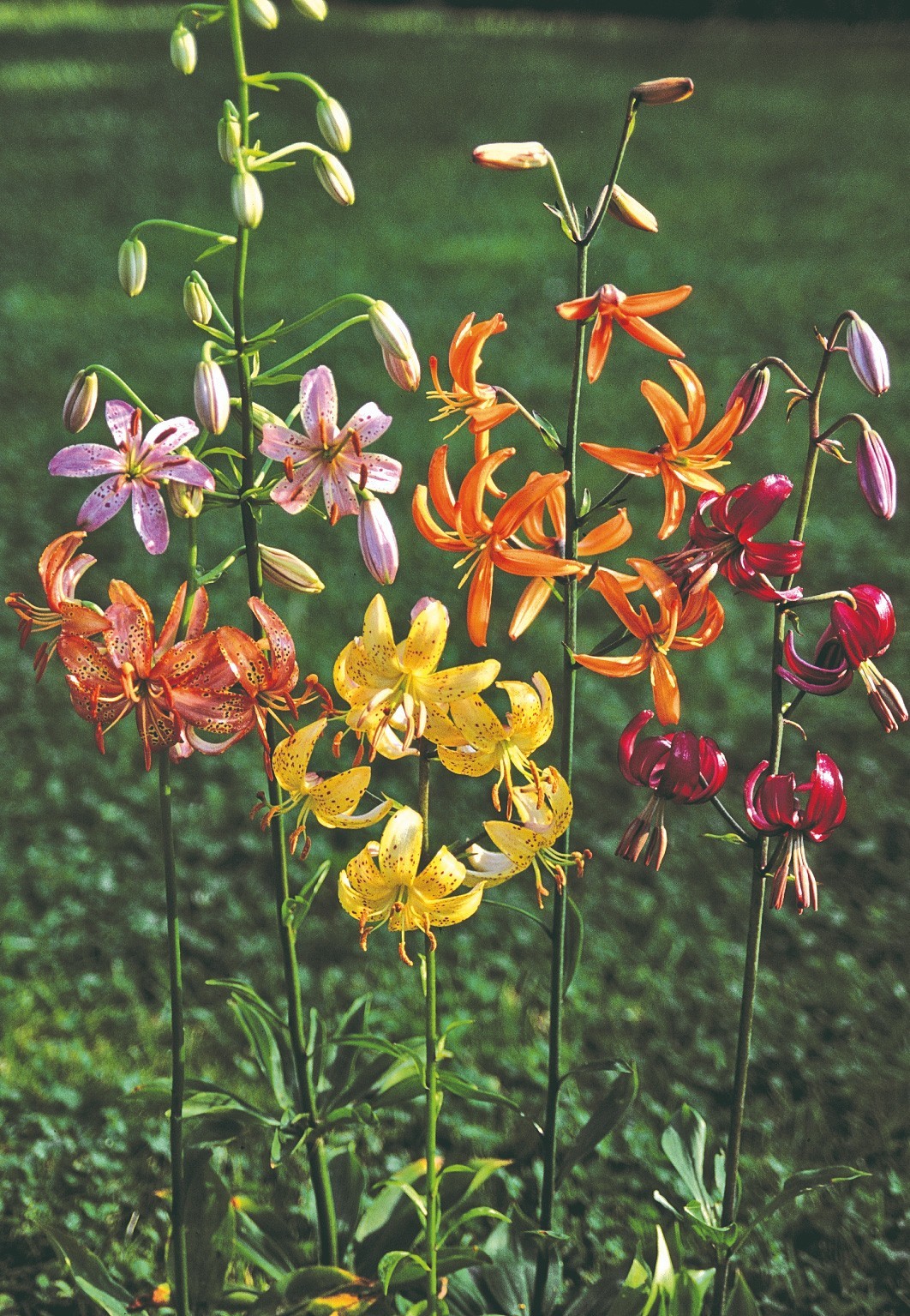 Lilium x Martagon Painted Ladies | 5_Seeds