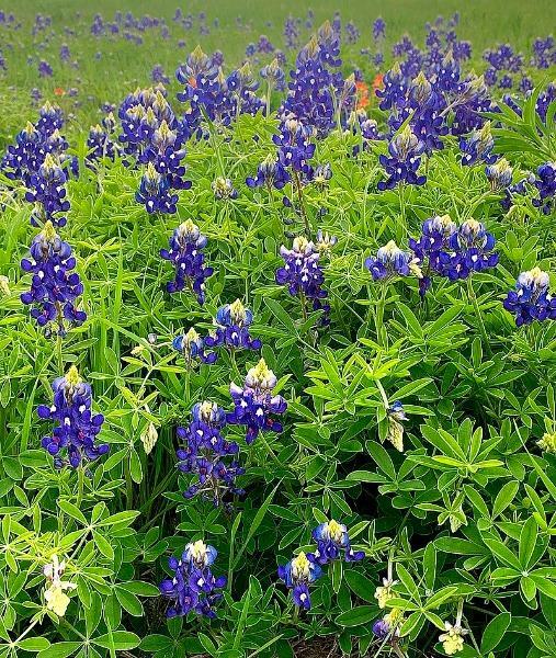 Lupinus texensis | Texas Bluebonnet or Lupine | 20 Seeds