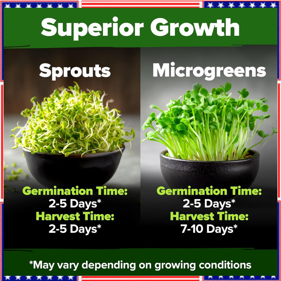 Alfalfa Sprouting & Microgreens Seeds – 99,700 Non-GMO Heirloom