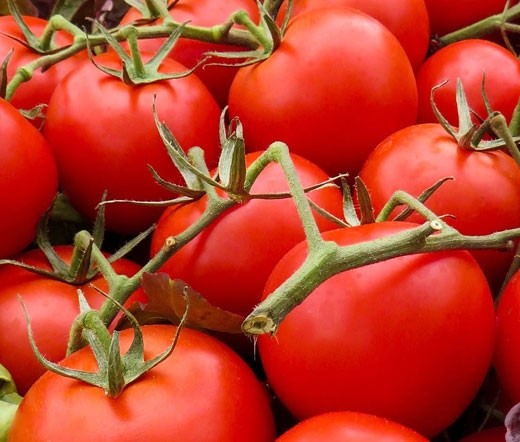 15 Organic Large Red Cherry Tomato Seeds