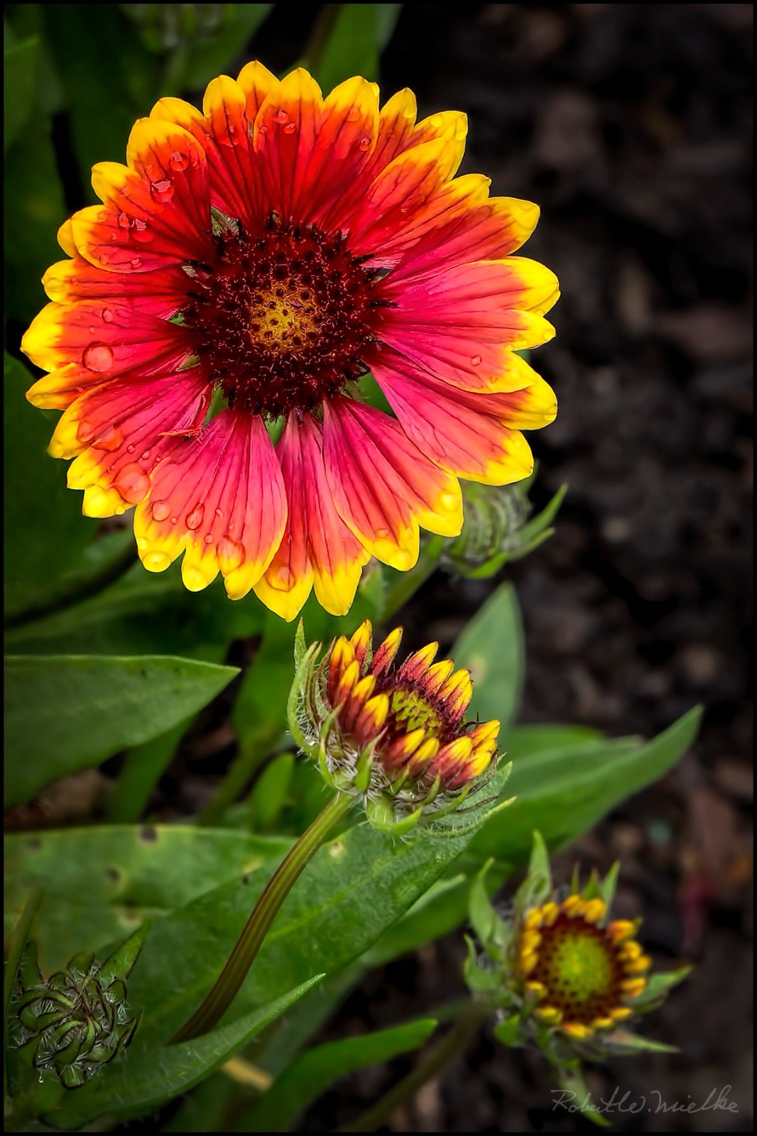 201+BLANKET FLOWER Seeds Native Wildflower Perennial Drought Heat Container Easy