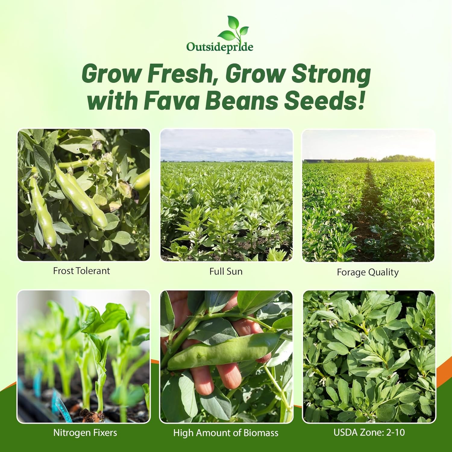 1 OZ Fava Bean Seeds For Cover Crops & Food plots