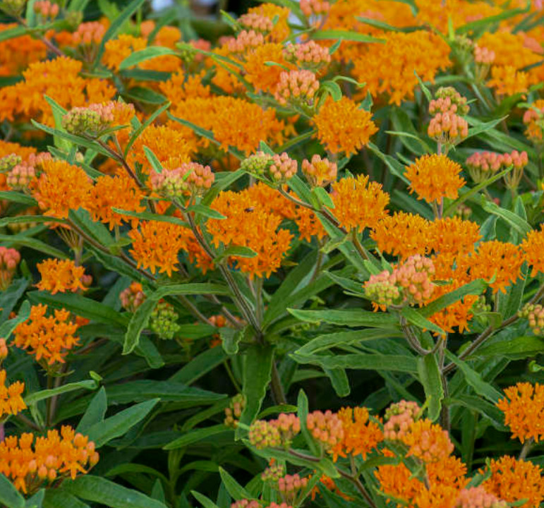 Set 2 Orange Milkweed Live Starter Plant – 3-8″ Tall – Monarch Butterfly Attract