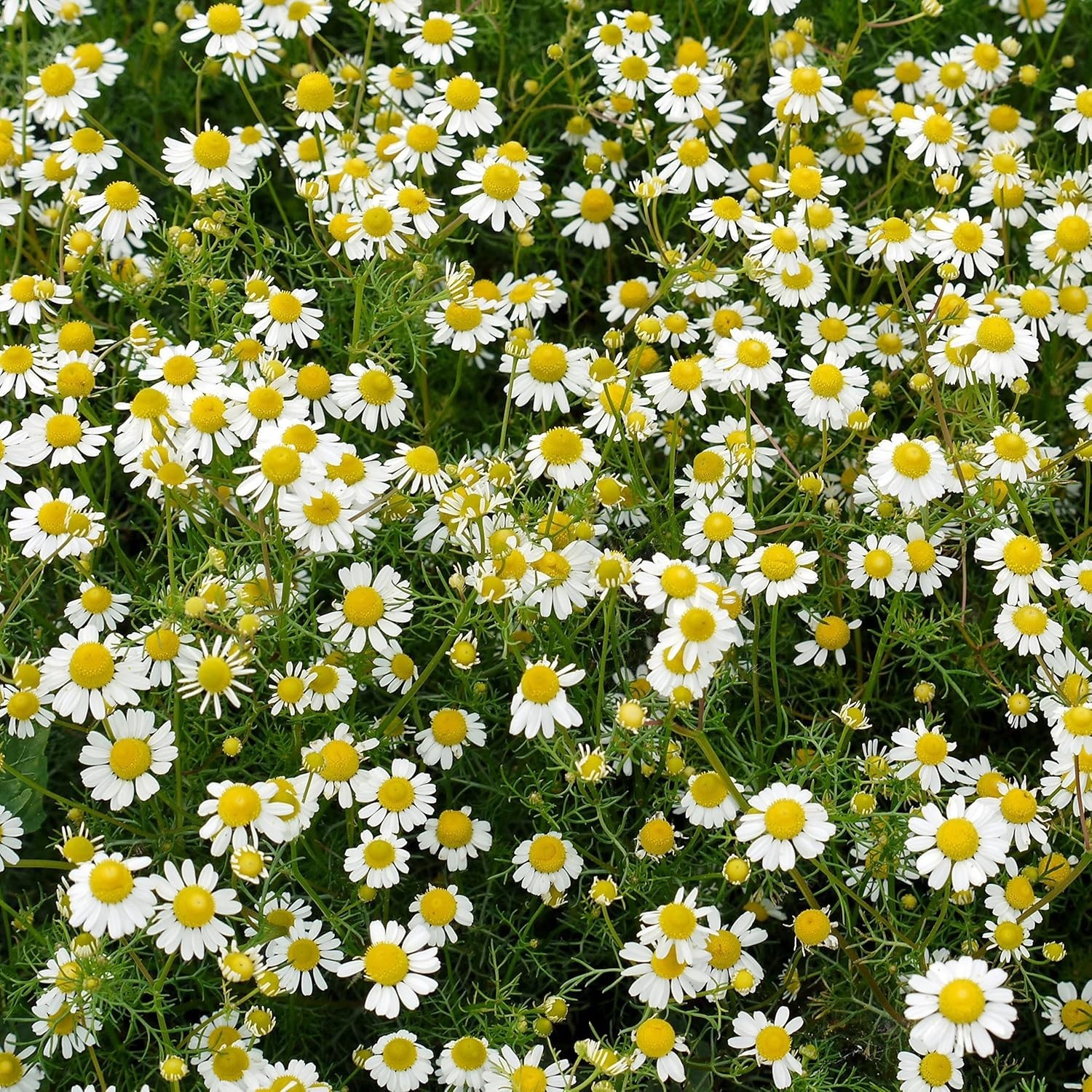 25000 Count Roman Chamomile Seeds – Perennial Herb for Beautiful Outdoor Spaces