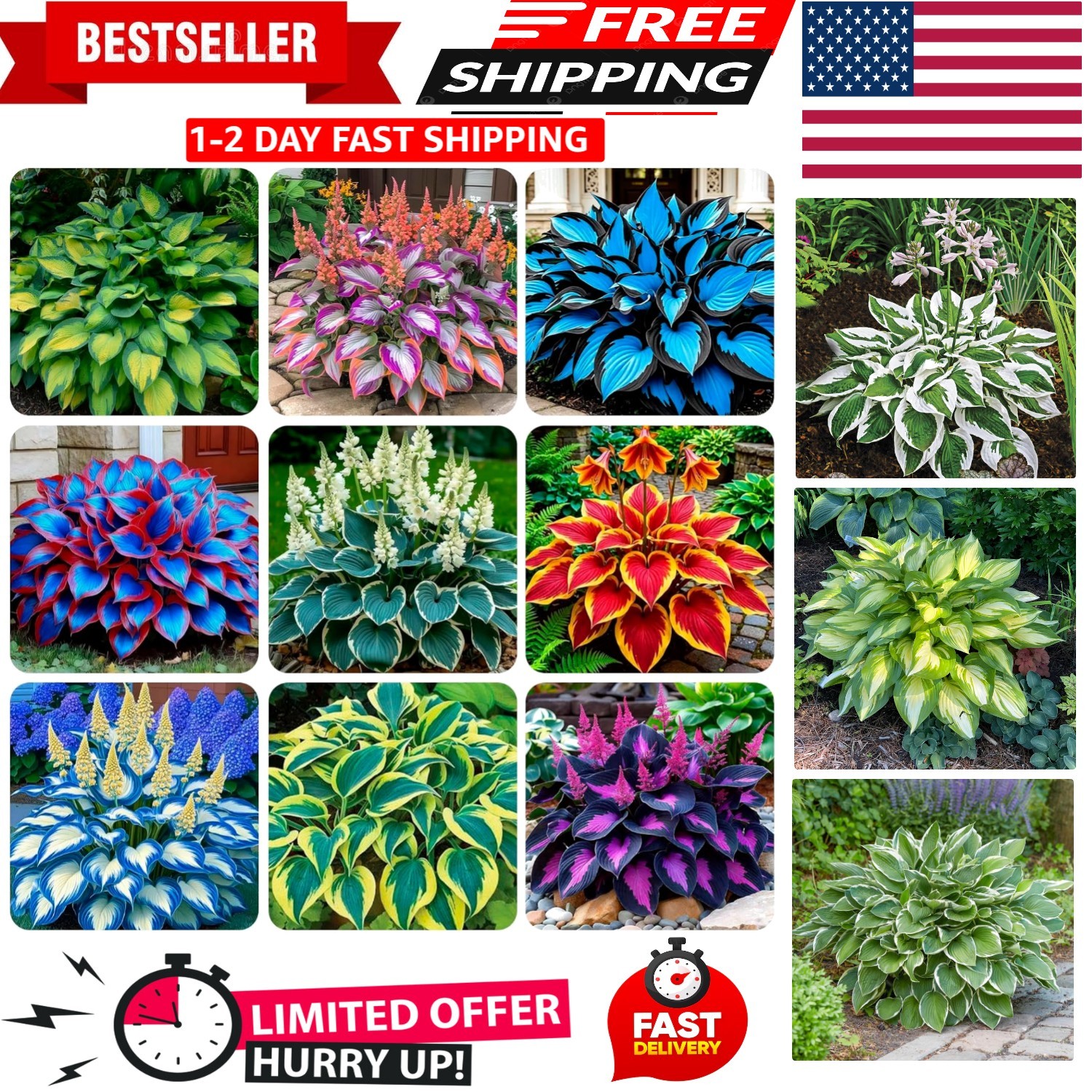Fragrant Heirloom Giant Hosta Seeds – 290+ Count for Indoor/Outdoor Gardens