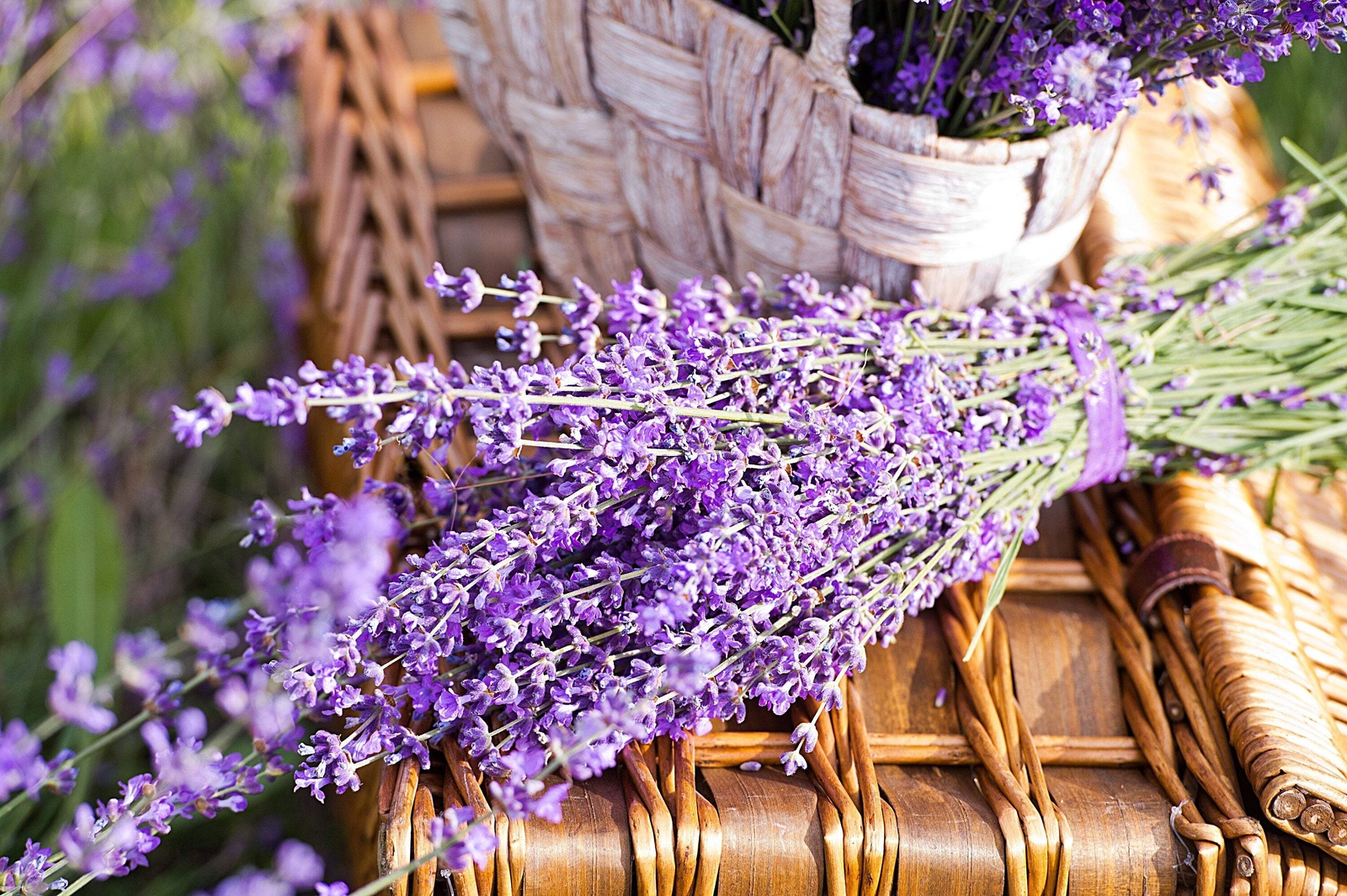 20 DWARF MUNSTEAD LAVENDER English Lavandula Angustifolia Flower Herb Seeds