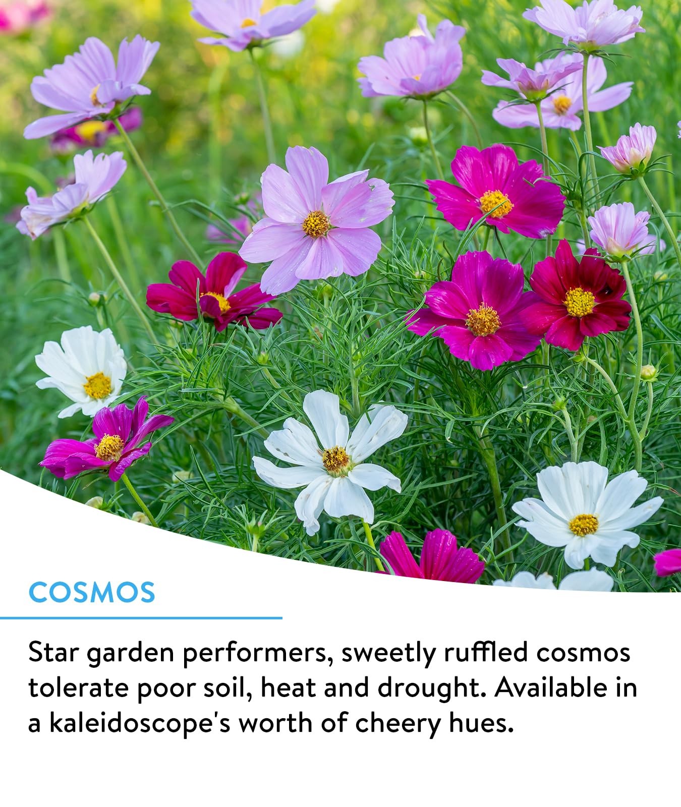 Burpee Wildflower 25,000 Bulk, 1 Bag 18 Varieties of 1 Pack, Hummingbird Mix