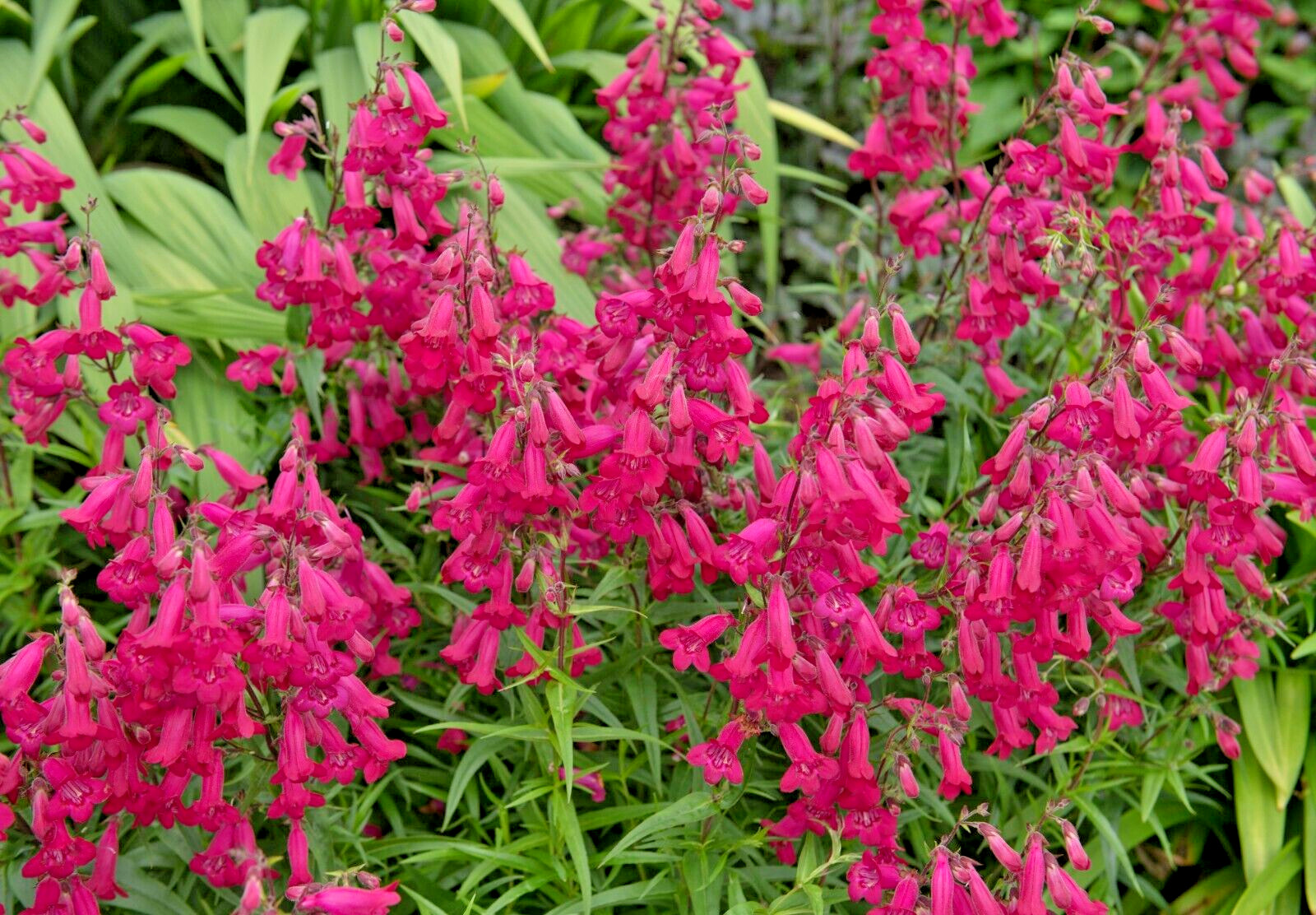 Penstemon scarlet 150 seeds, EZ to grow, penstemon barbatus
