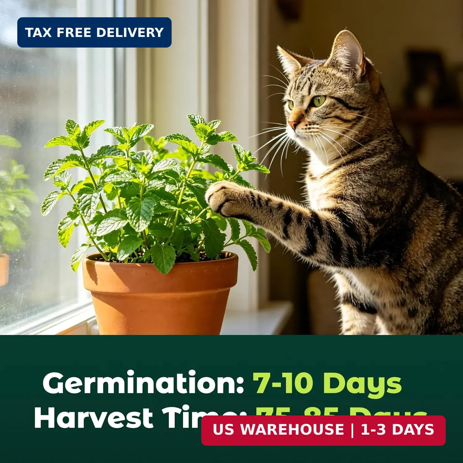 2300 Catnip Seeds for Planting Indoors & Outdoors – Premium Non-GMO Herb Cat Nip
