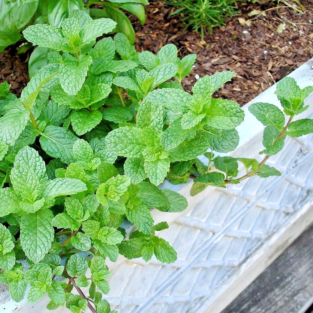 301+SPEARMINT Seeds Organic Herb Mint Tea Patio Container Vegetable Garden Easy