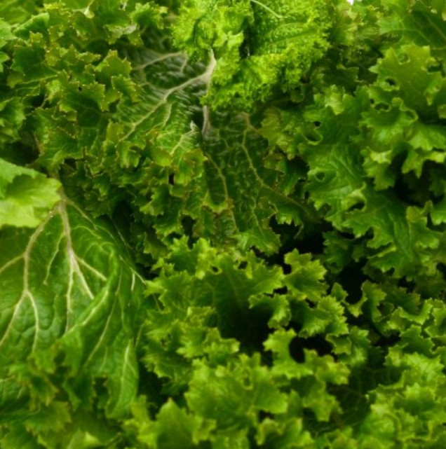 Mustard SOUTHERN GIANT Mild Vegetable Salads Saute Fast Grow Non-GMO 500 Seeds