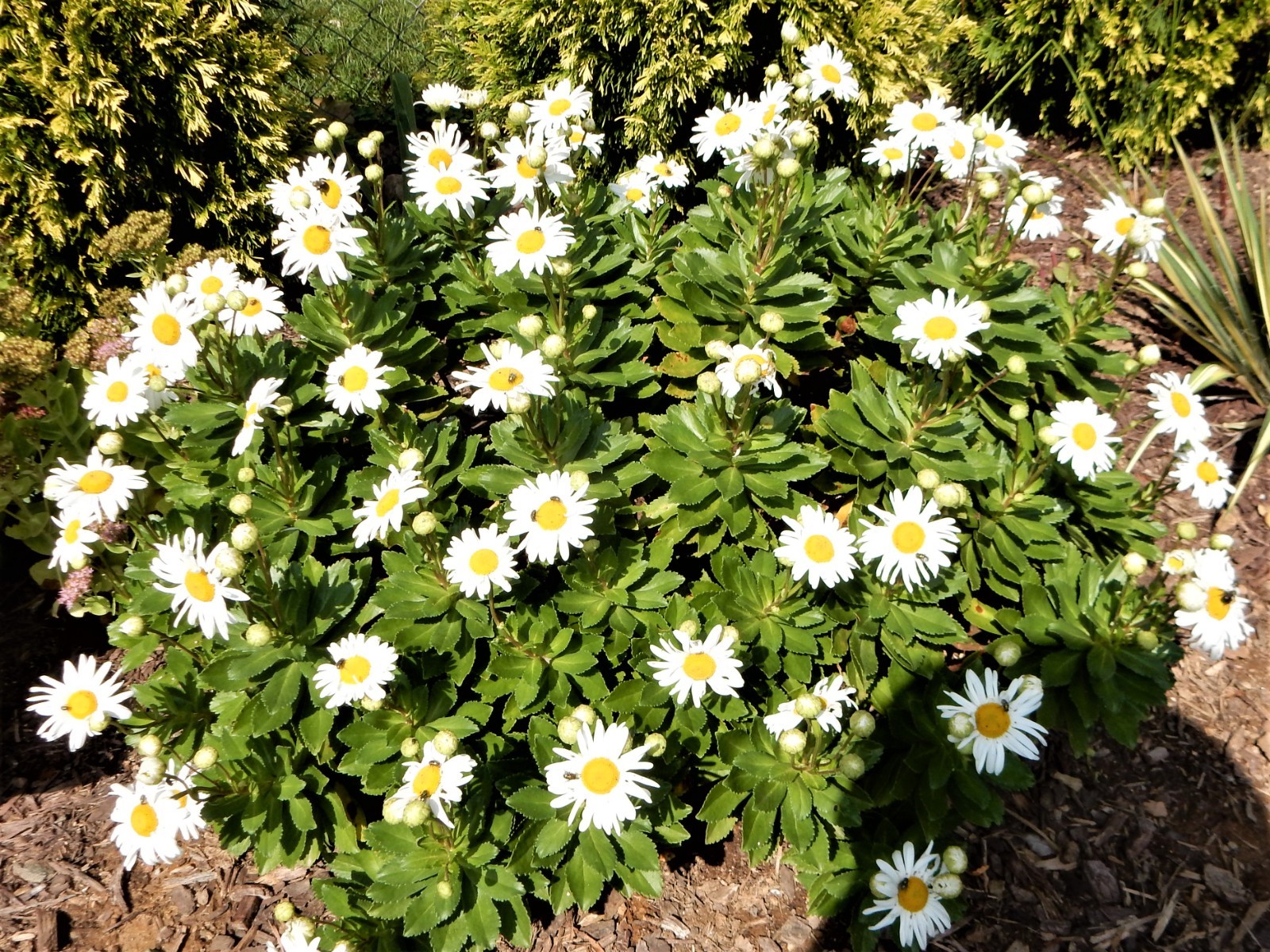 Montauk Daisy / Nippon Daisy – Perennial – 2 Plants