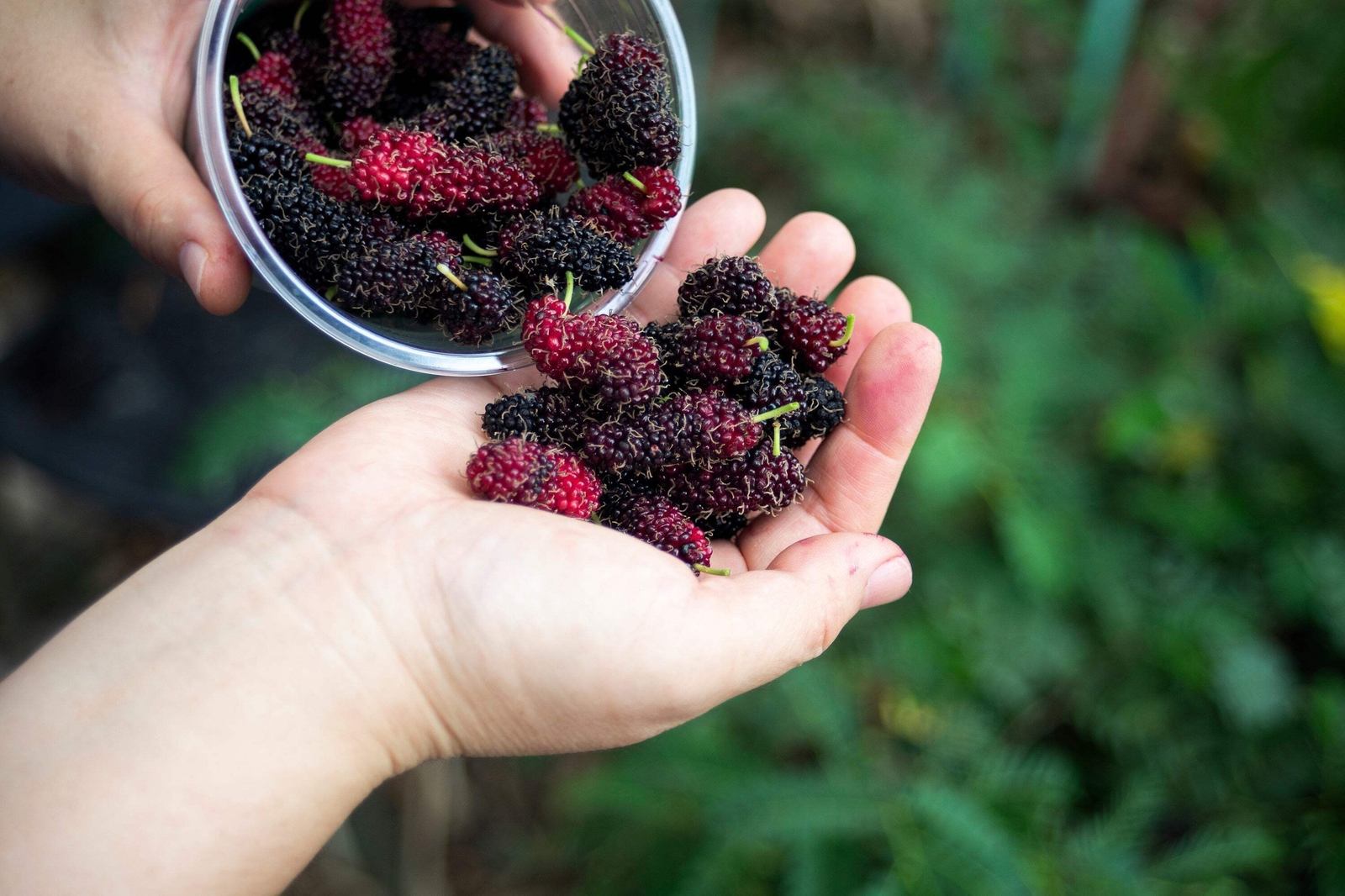 15 MULBERRY Tree Bush Morus Rubra Red Berry Fruit Seeds *Flat S/H