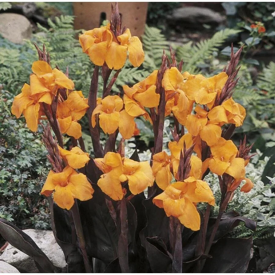 Canna Lily Orange WYOMING 1 Live Flower Plant Bulb Tall Purple Burgundy Leaves
