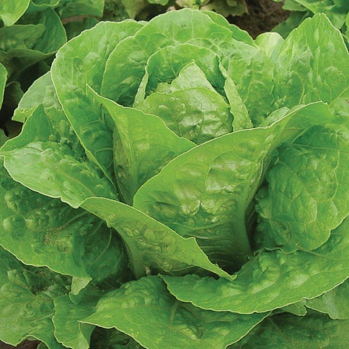 1g– Lettuce Seeds (900) – Premium Harvest of Fresh- Parris Island Romaine – B 64